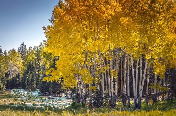 gold aspen at mueller state park