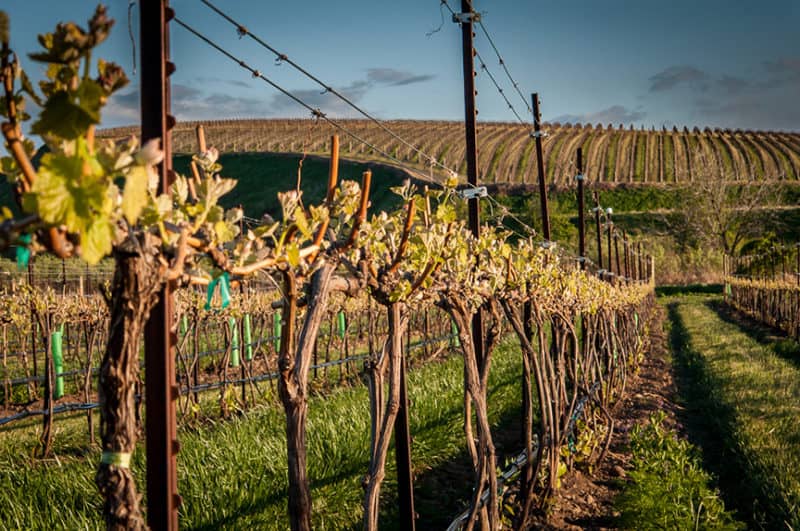 wine vineyard Proper Wines