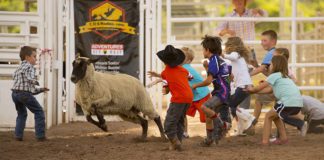 mutton bustin at COS rodeo