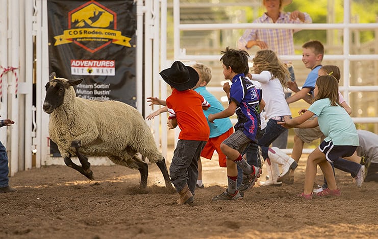 mutton bustin at COS rodeo