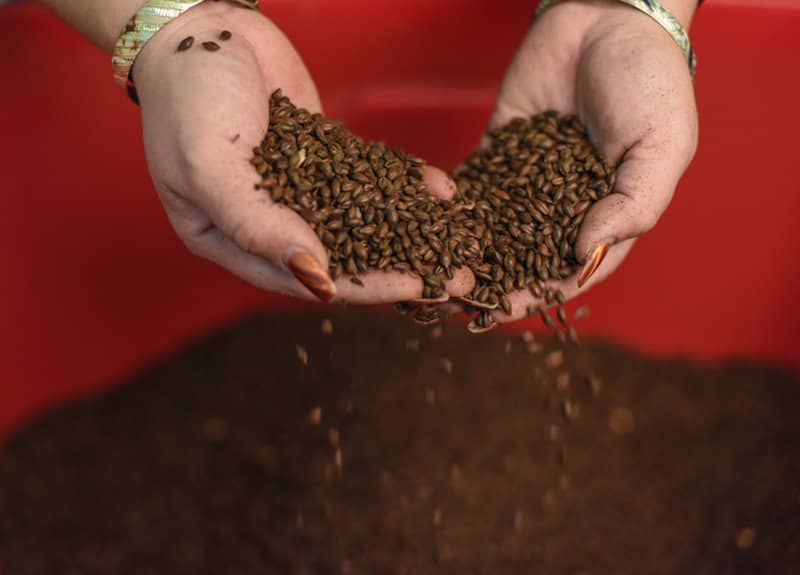 Jessica Fierro sifts grain during the brewing at Atrevida Beer Company. 