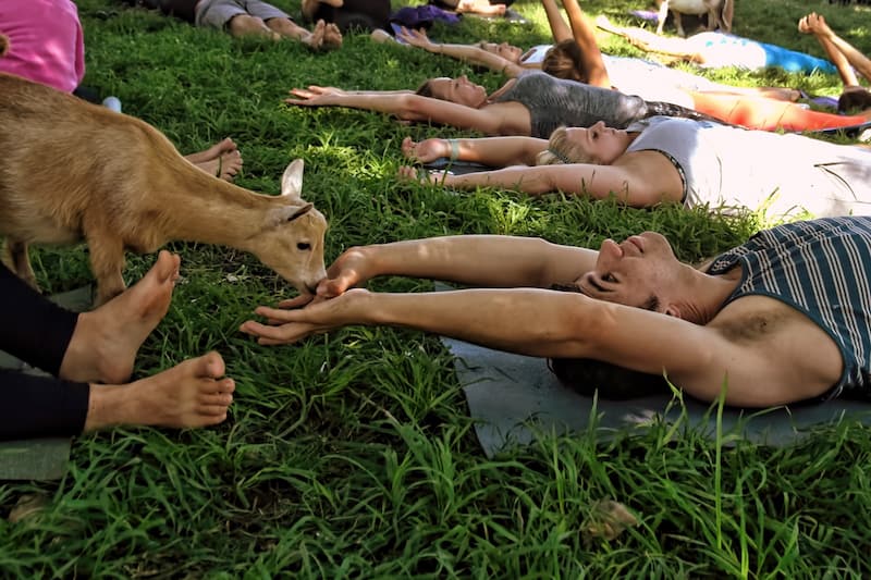 goat nuzzles hands at goat yoga