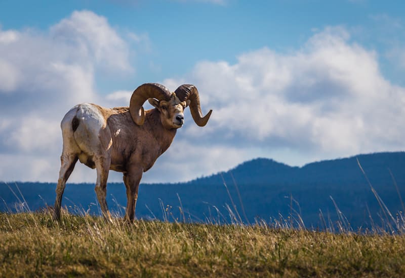 bighorn sheep on pikes peak