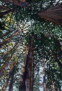 upward view into trees in forever yours the land