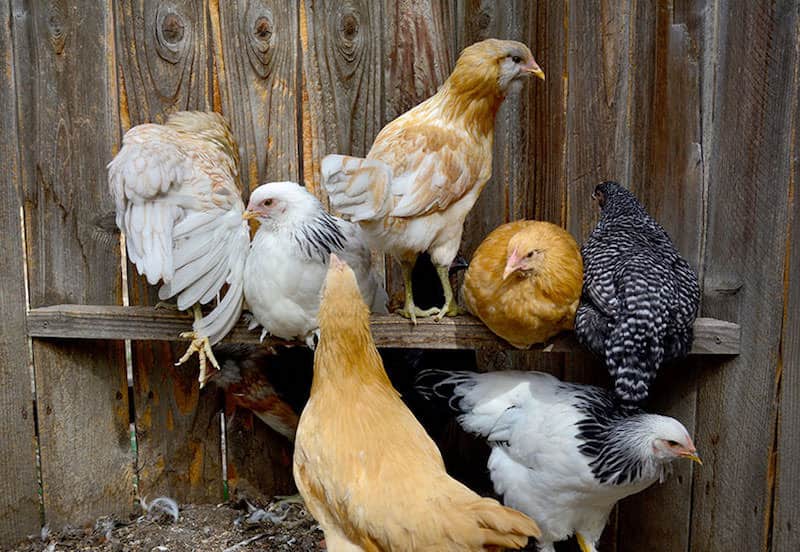 urban farming chickens