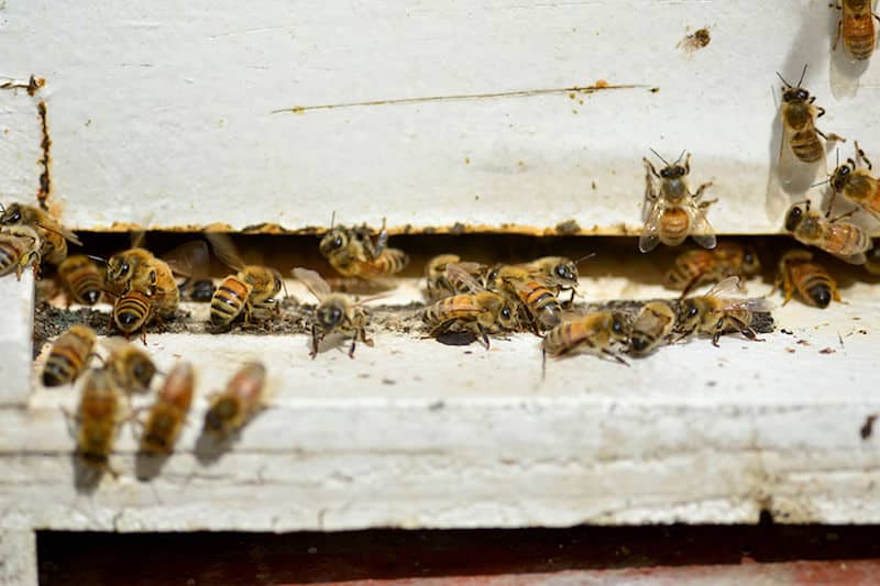 urban farming bees