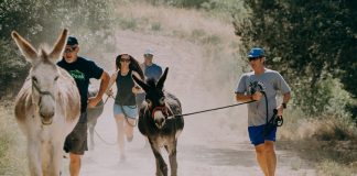 runners burro racing