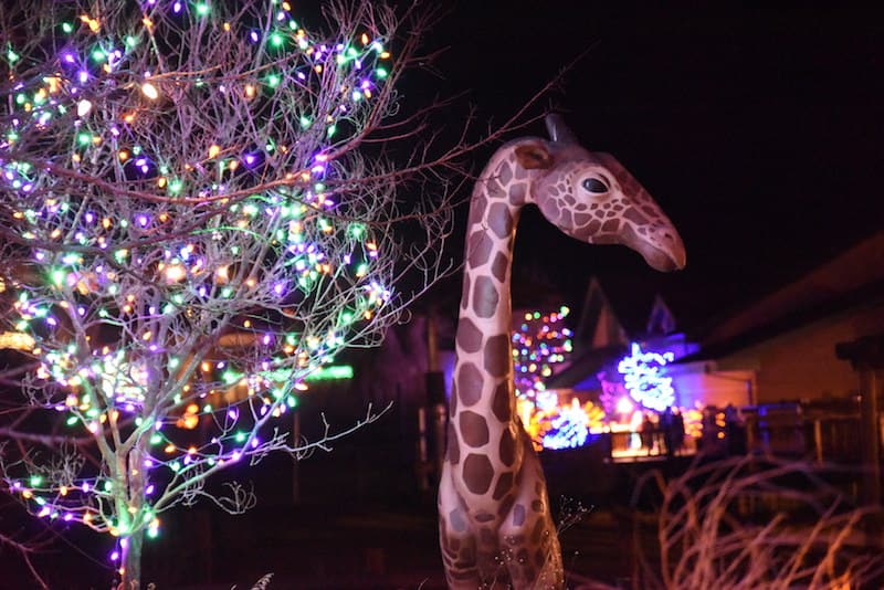 holidays electric safari at cheyenne mountain zoo