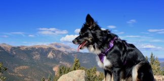 trail run dog on mt rosa
