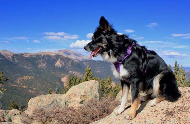 trail run dog on mt rosa