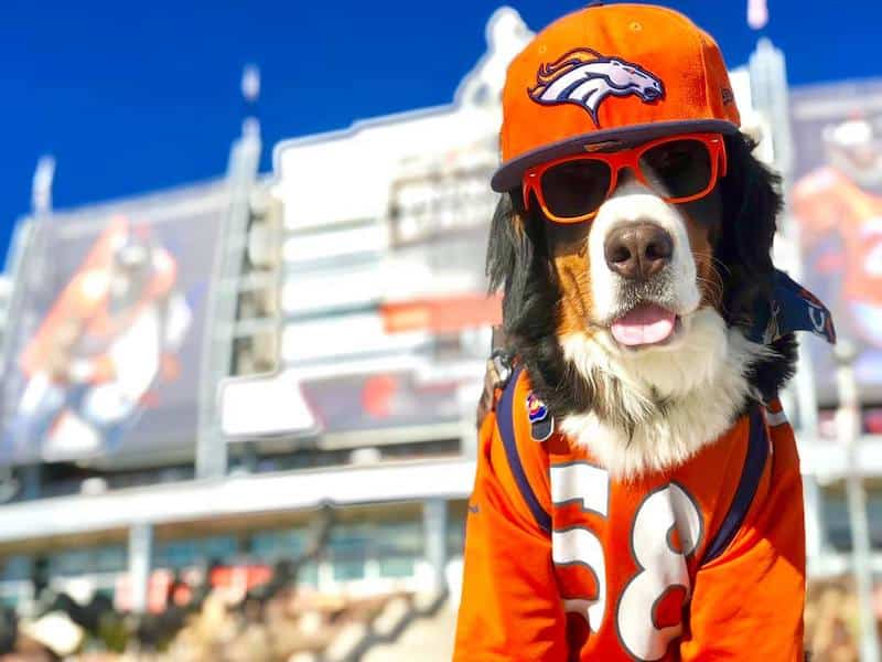parker the snow dog broncos stadium