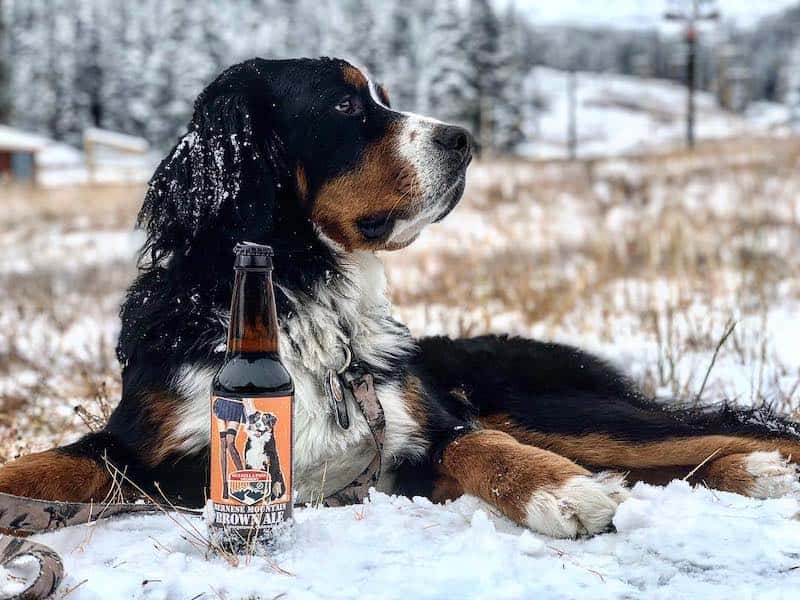 parker the snow dog with bernese mountain brown ale
