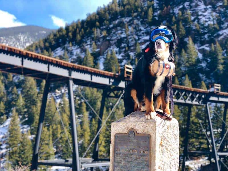 parker the snow dog at georgetown loop