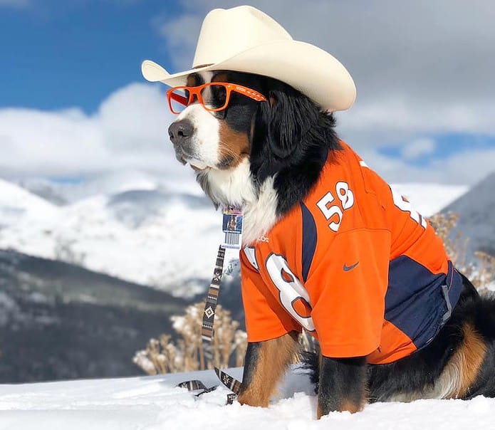 Parker the Snow Dog Lives the Deluxe Dog's Life - Springsmag