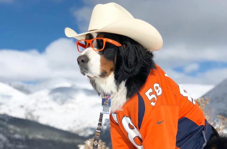 Parker the Snow Dog Von Miller style