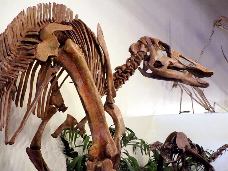 Rocky Mountain Dinosaur Resource Center