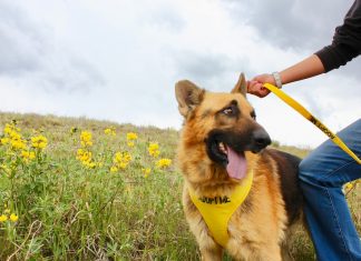 Doggy Day Out Doggy Day Out program