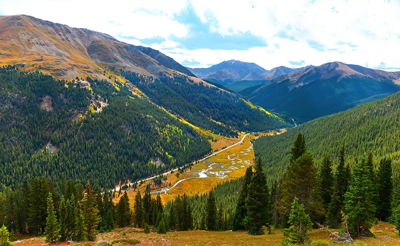 fall color on Independence Pass