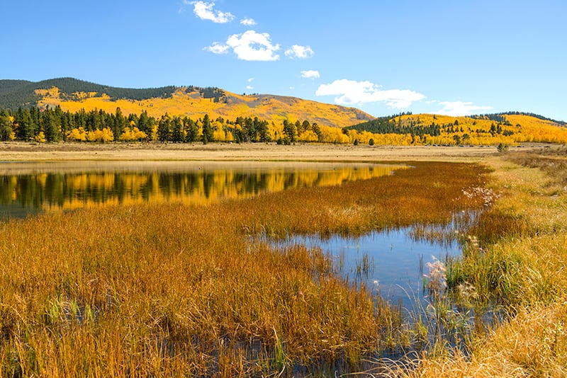 fall color on Kenosha Pass