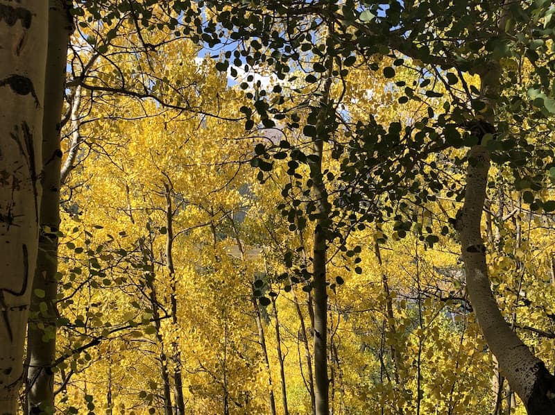 golden aspen leaves on fall hikes