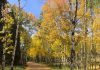 10 Favorite Fall Hikes In and Around Colorado Springs Aspen leaves show gold for fall hikes