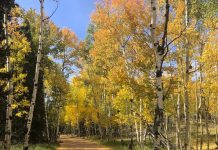 10 Favorite Fall Hikes In and Around Colorado Springs Aspen leaves show gold for fall hikes