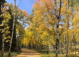 Aspen leaves show gold for fall hikes