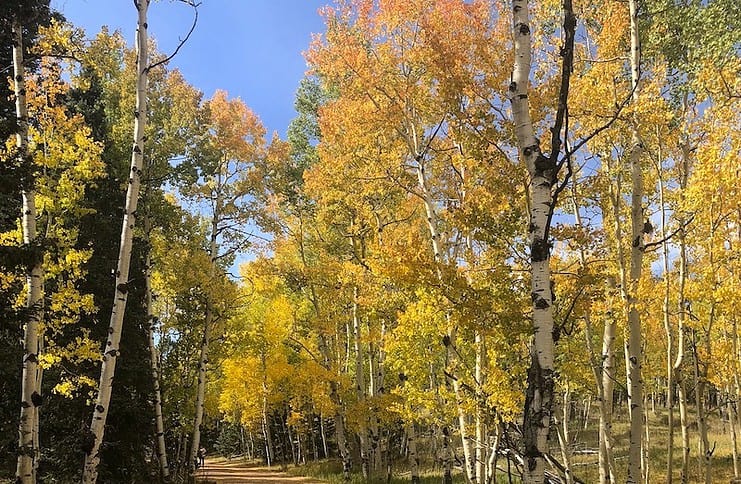Aspen leaves show gold for fall hikes
