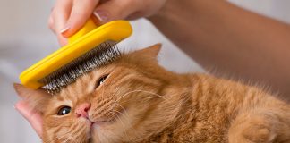 Pamper your pets this holiday season with gifts from Colorado Springs area pet friendly businesses