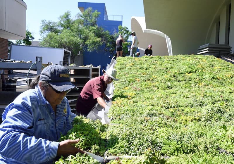 Gardeners working with plants