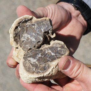 Fossils Corral Bluffs