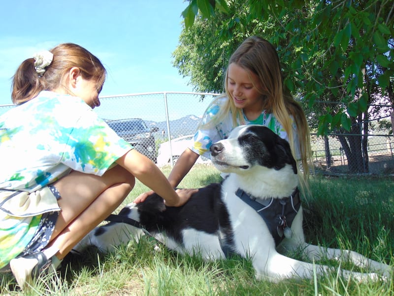 Whiskers and Wags summer day camp