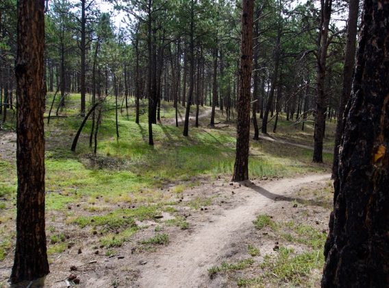 Charred pines still prosper in Black Forest along the Pineries Open Space trail