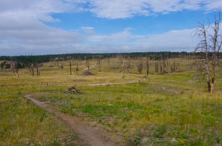 Pineries Open Space trail through open meadows