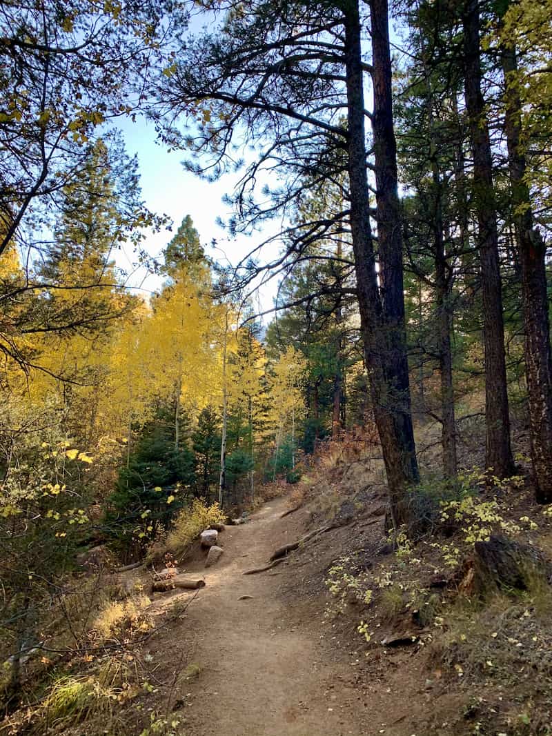 Gold aspen trees along the St. Mary's Falls Trail in Colorado Springs