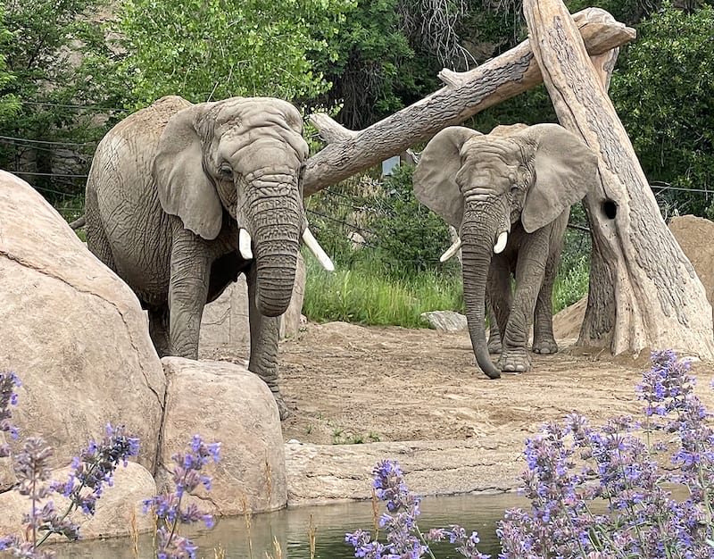 African elephants Kimba and Lucky pose by their pond at Cheyenne Mountain Zoo in Colorado Springs