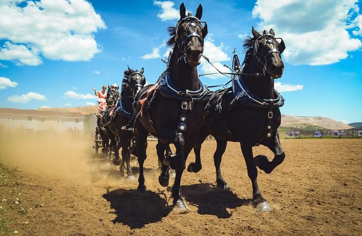 Experience the Wild West at the Top of the World Rodeo. Photo courtesy of Cripple Creek.