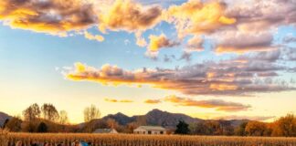 Diana's pumpkin patch in colorado springs at sunset