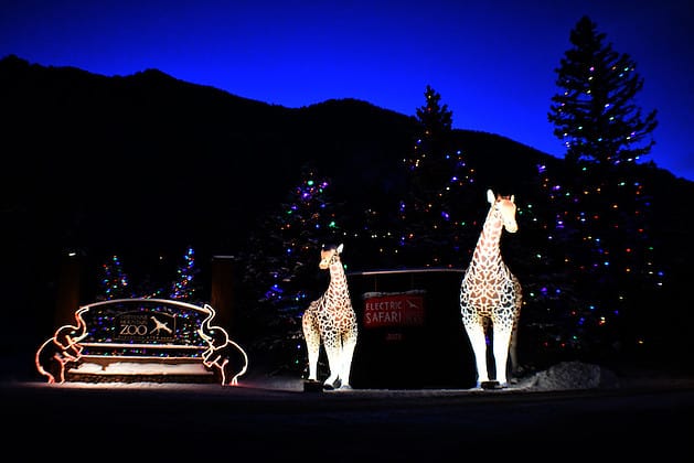 Illuminated giraffes at Electric Safari at the Cheyenne Mountain Zoo, one of the best things to do in Colorado Springs this weekend