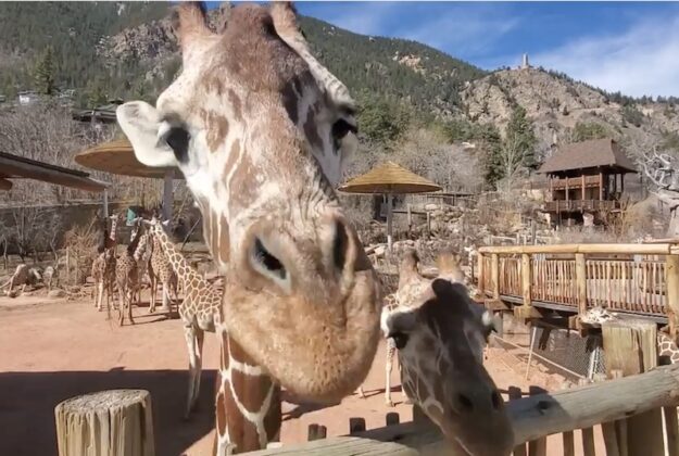 Feeding giraffes at the Cheyenne Mountain Zoo in Colorado Springs is an amazing experience.