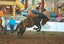 Bronco rider holding on tight at the Pikes Peak or Bust Rodeo. Photo courtesy of Pikes Peak or Bust Rodeo.