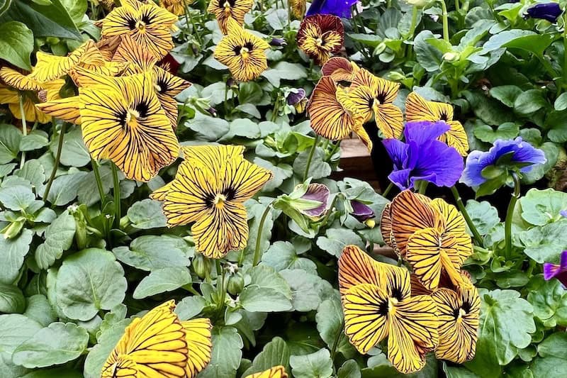 Yellow butterfly flowers at Dutch Heritage Gardens