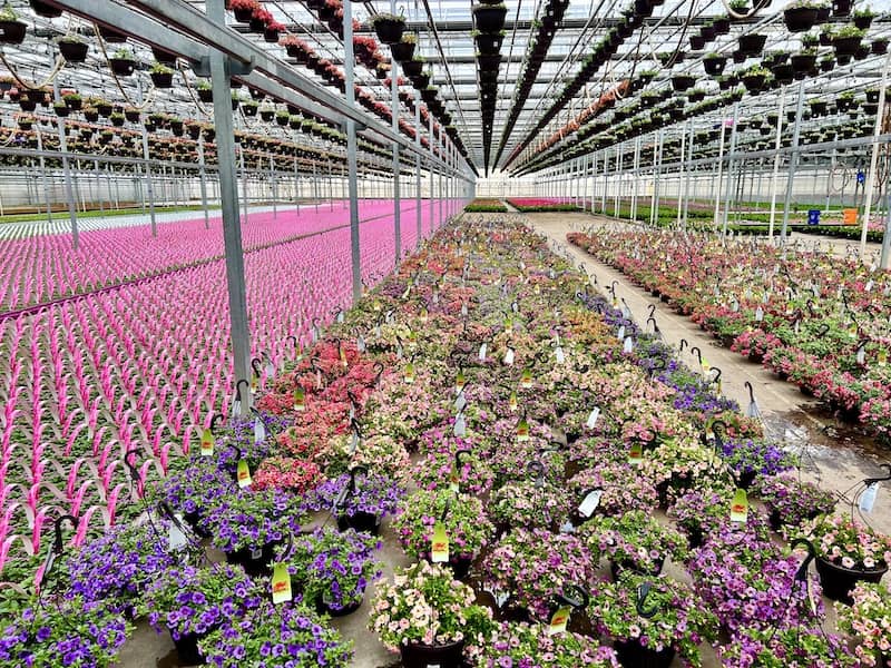 Rows of flowers at Dutch Heritage Gardens near Colorado Springs