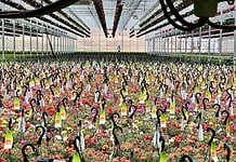 Inside Dutch Heritage Gardens Annual Plant and Flower Sale Rows and rows of flowers at the Dutch Heritage Gardens annual plants and flowers sale near Colorado Springs.