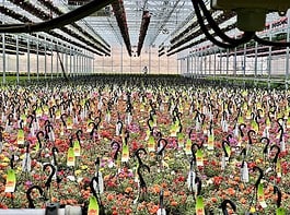 Inside Dutch Heritage Gardens Annual Plant and Flower Sale Rows and rows of flowers at the Dutch Heritage Gardens annual plants and flowers sale near Colorado Springs.