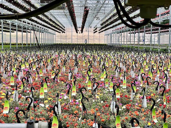 Dutch Heritage Gardens Annual Plants and Flowers Sale - Springsmag Colorado  Springs