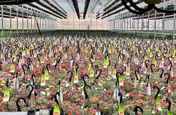 Rows and rows of flowers at the Dutch Heritage Gardens annual plants and flowers sale near Colorado Springs.