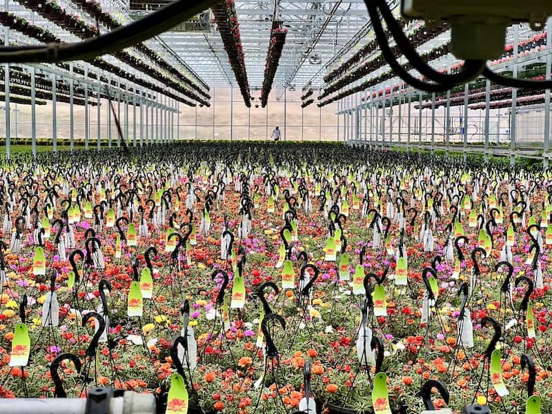 Rows and rows of flowers at the Dutch Heritage Gardens annual plants and flowers sale near Colorado Springs.