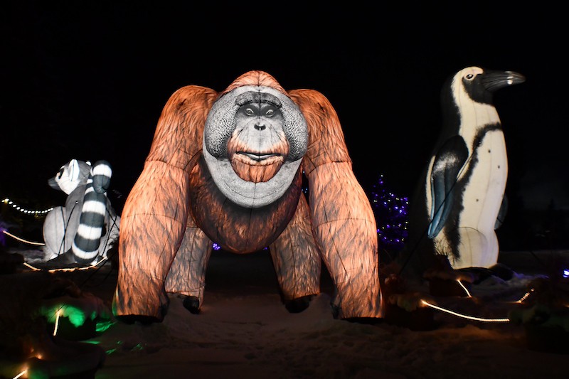Glowing illuminated animals at Electric Safari at Cheyenne Mountain Zoo, one of the best things to do in Colorado Springs this weekend.