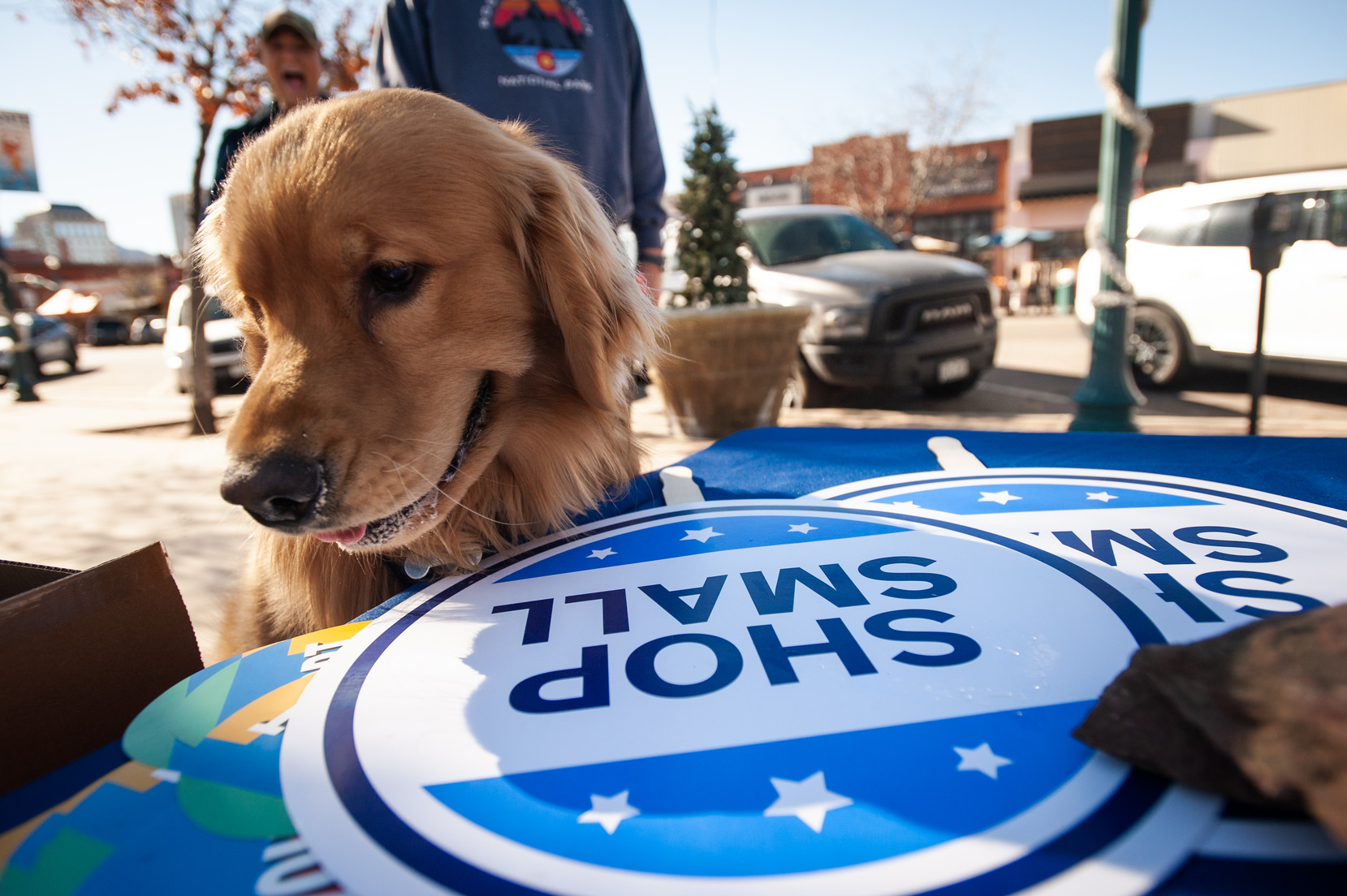 Golden Retriever stands next to small business Saturday sign.